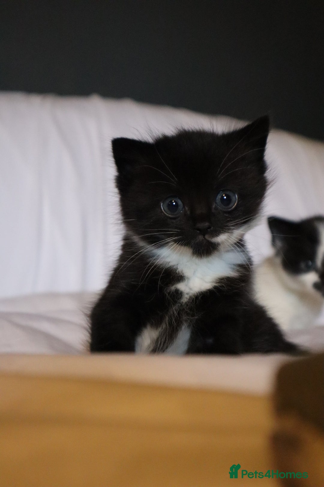 Mixed Breed cats for sale: Female kitten for sale  - Advert 1