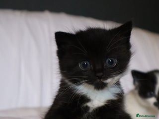 Mixed Breed cats Female kitten for sale - Advert 1