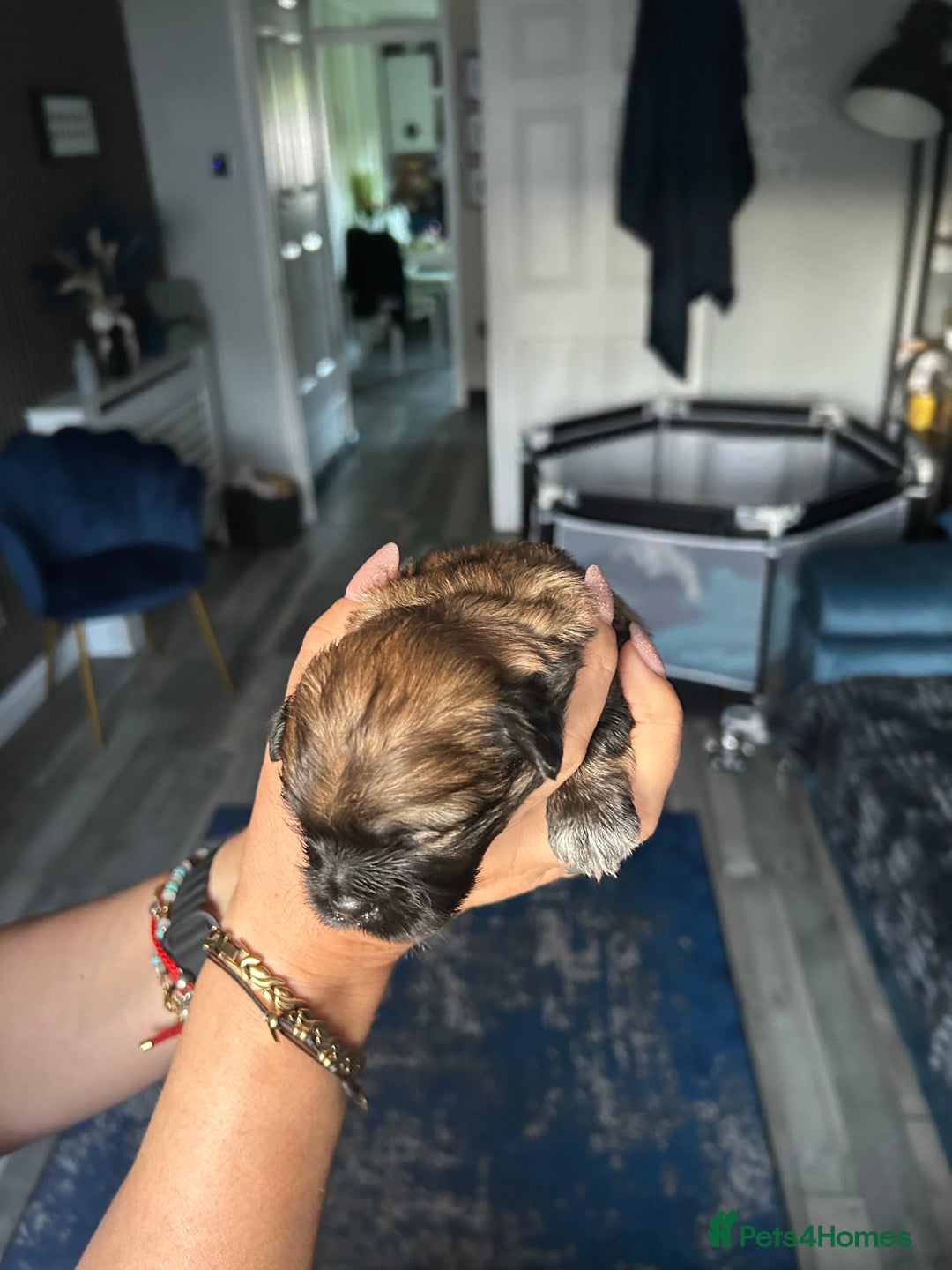 Mixed Breed dogs for sale: Stunning Lhasa apso x puppies  - Image 4