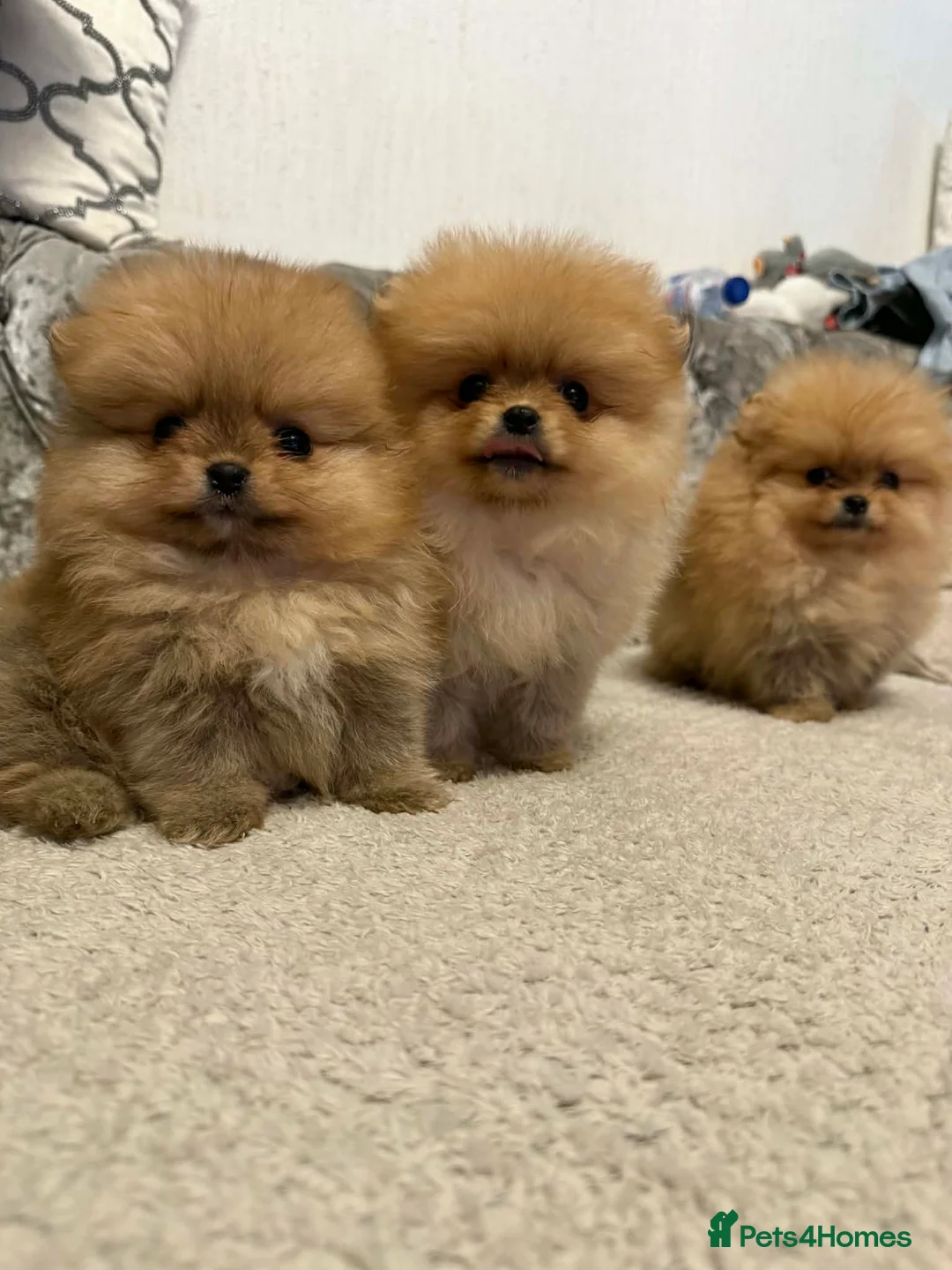 Pomeranian dogs for sale: pomeranian puppies - Advert 2