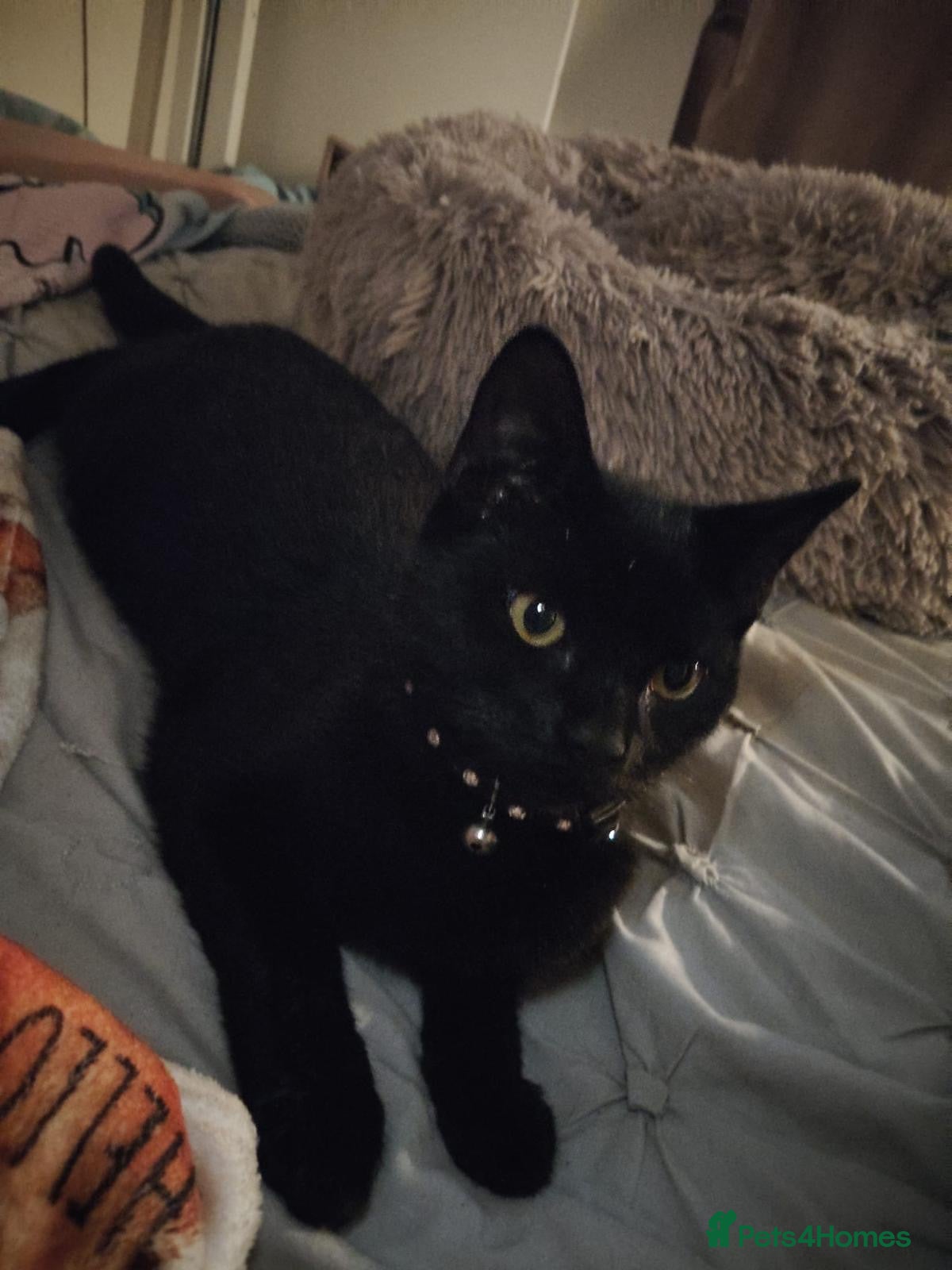 Mixed Breed cats ❤️🐱 LUCY – A LITTLE BLACK BEAUTY - Advert 1