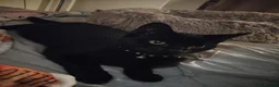 Mixed Breed cats for adoption: ❤️🐱 LUCY – A LITTLE BLACK BEAUTY - Advert 1