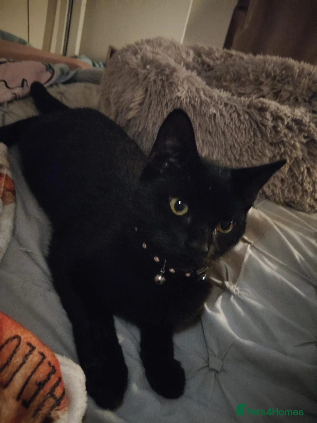 Mixed Breed cats for adoption: ❤️🐱 LUCY – A LITTLE BLACK BEAUTY - Advert 1