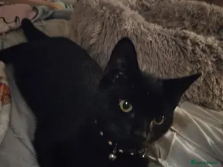 Mixed Breed cats ❤️🐱 LUCY – A LITTLE BLACK BEAUTY - Advert 4