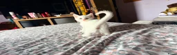 Mixed Breed cats for sale: Beautiful kittens  in Heanor - Advert 2