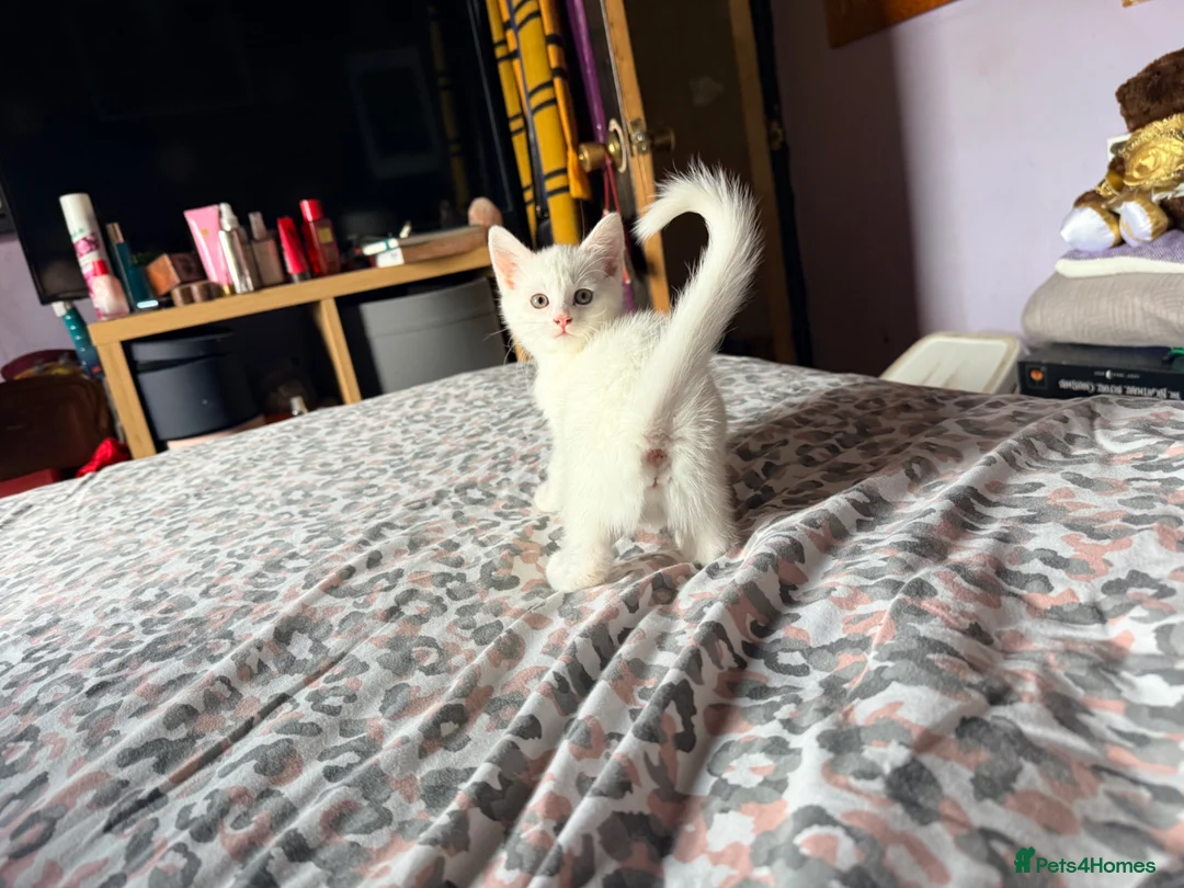 Mixed Breed cats for sale: Beautiful kittens  in Heanor - Advert 2