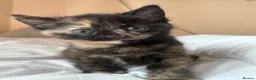 Mixed Breed cats for sale: 3 Beautiful Girls Looking for Their Forever Home in Gillingham - Advert 16