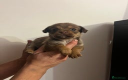 Jack Russell dogs for sale: JackRussell Puppy’s  - Image 12