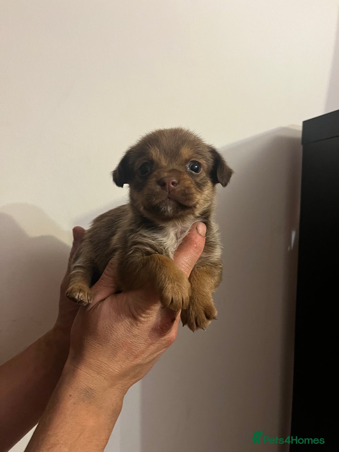 Jack Russell dogs for sale: JackRussell Puppy’s  - Image 12