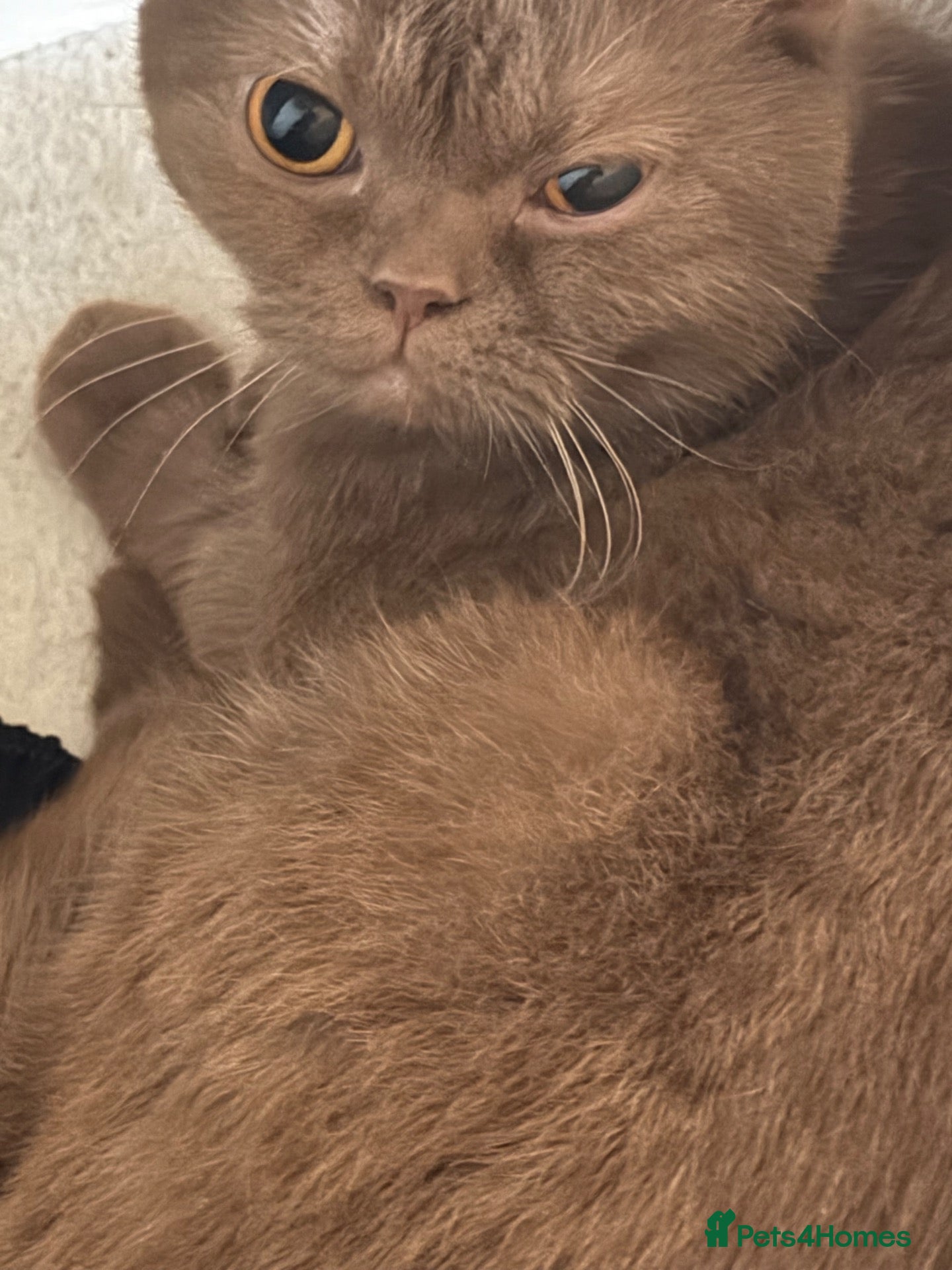 British Shorthair cats British short hair female brown (ACTIVE)  - Advert 1