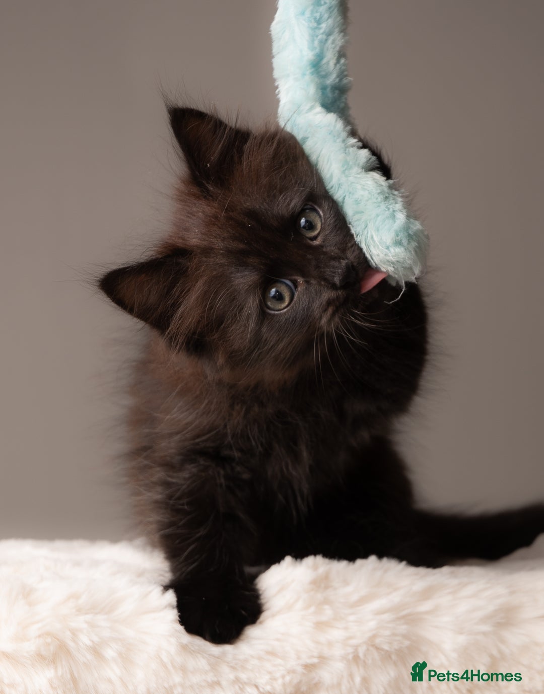 Siberian cats for sale: Beautiful 3 siberian kittens/ boys - Image 10