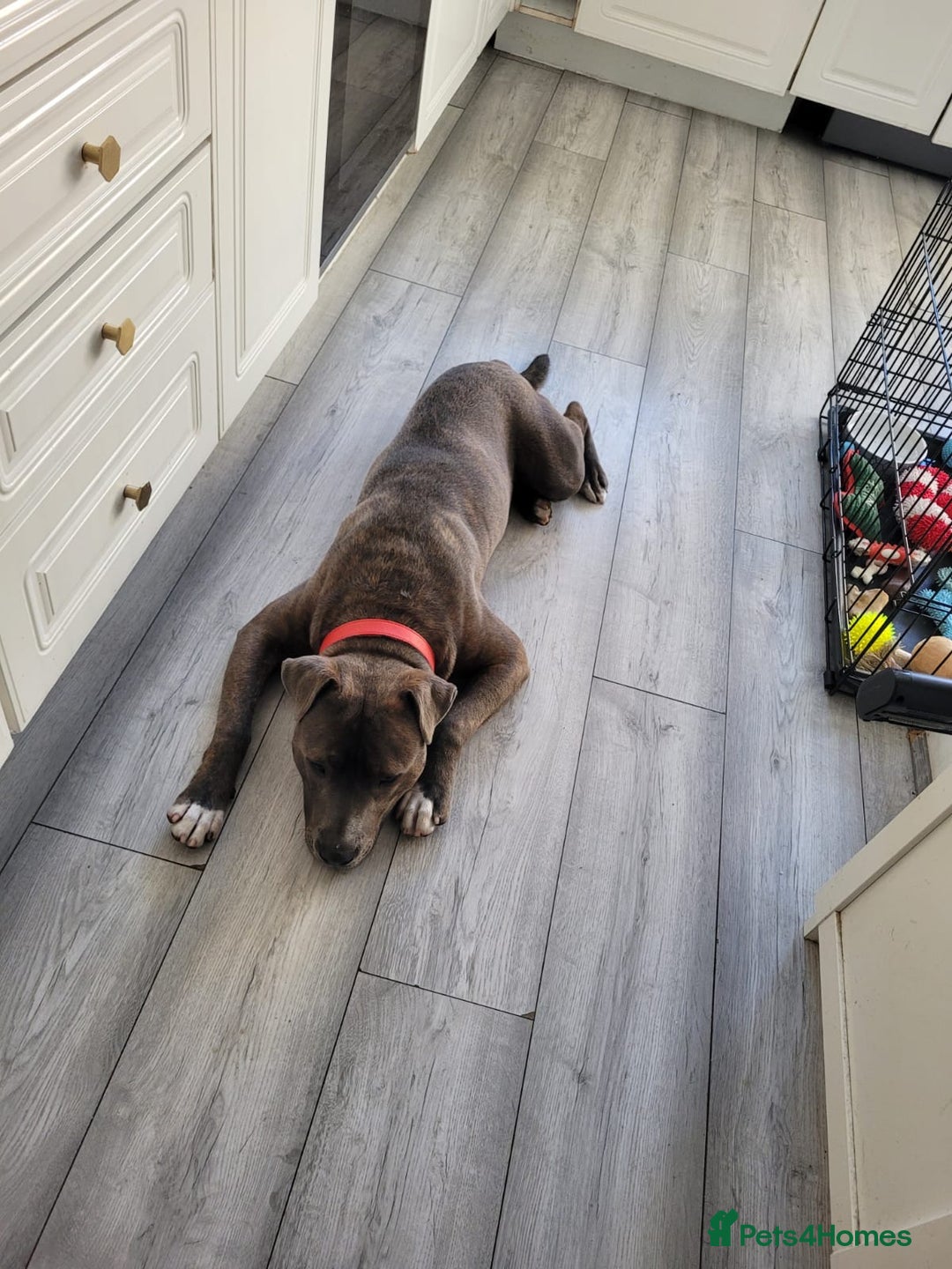 Staffordshire Bull Terrier dogs for sale: Staffy blue/brown for sale  1yr and 4mths - Advert 4