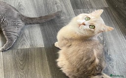 British Shorthair cats for sale: Active Blue Golden Tipped British Shorthair MARCUS - Image 8