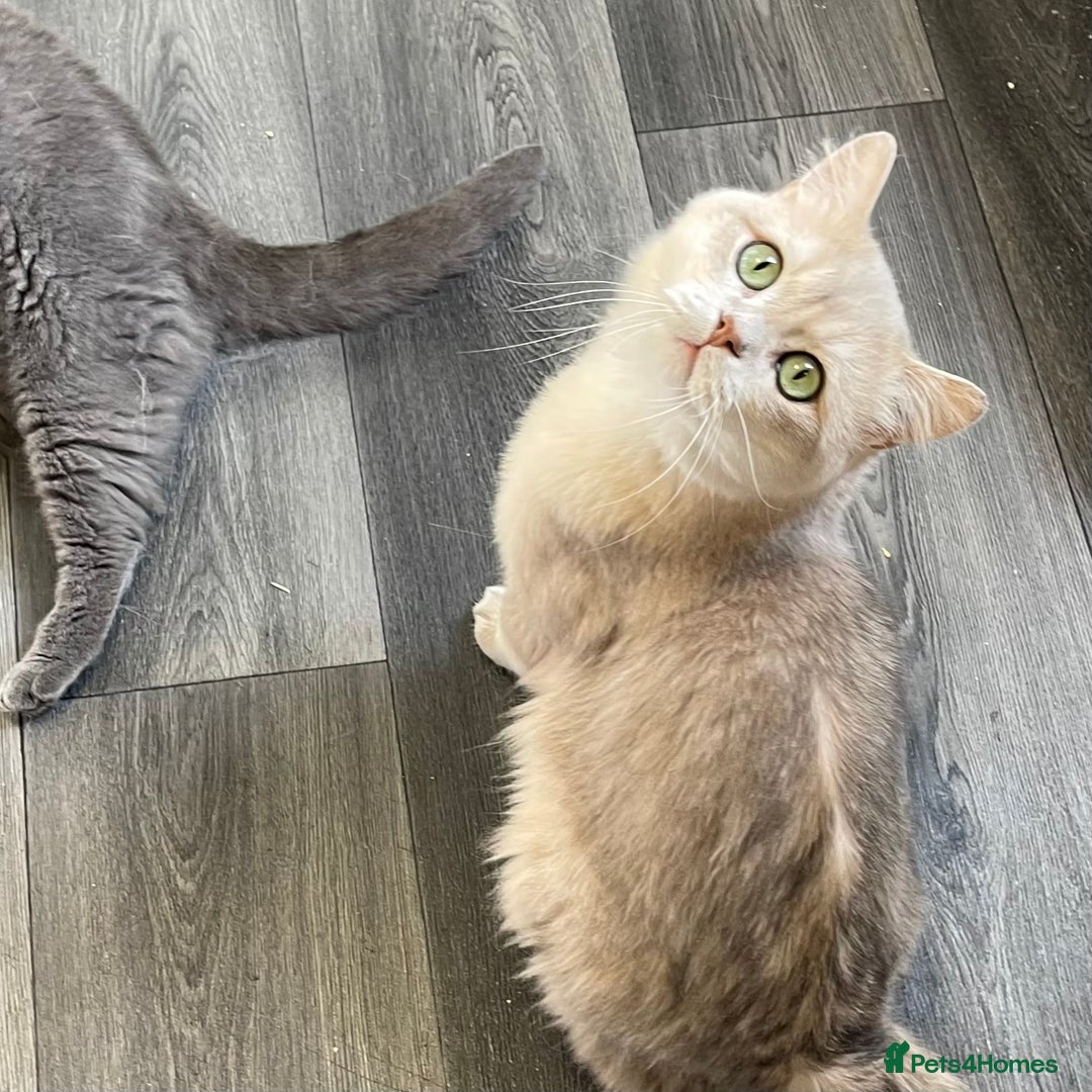 British Shorthair cats for sale: Active Blue Golden Tipped British Shorthair MARCUS - Image 8