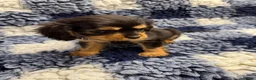 Cavalier King Charles Spaniel dogs for sale: Cavalier King Charles puppies  - Advert 13
