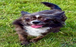 Chihuahua dogs for adoption: Tigra’s Story – Small Body, Brave Heart - Image 1