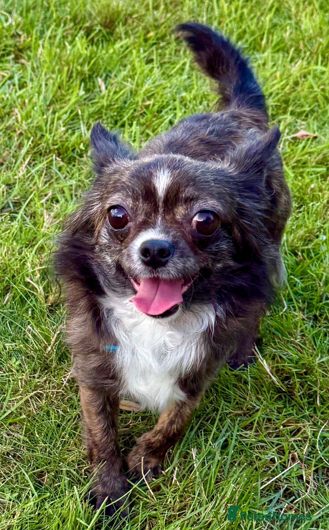 Chihuahua dogs for adoption: Tigra’s Story – Small Body, Brave Heart - Image 1