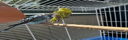 Budgerigars birds for sale: Budgies with full setup,8 months  - Advert 9