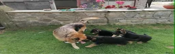 German Shepherd dogs for sale: Beautiful KC registered German Shepherd pups - Advert 9