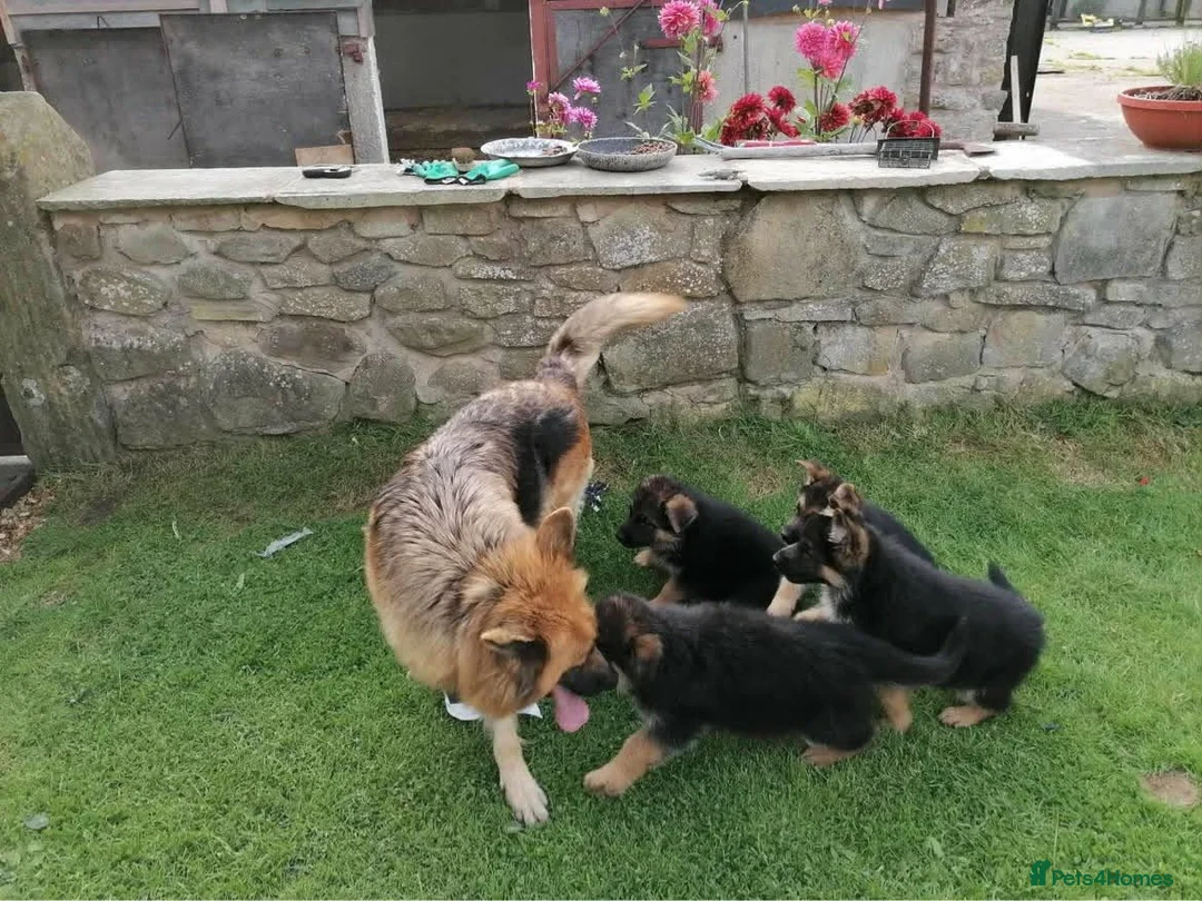 German Shepherd dogs for sale: Beautiful KC registered German Shepherd pups - Advert 9