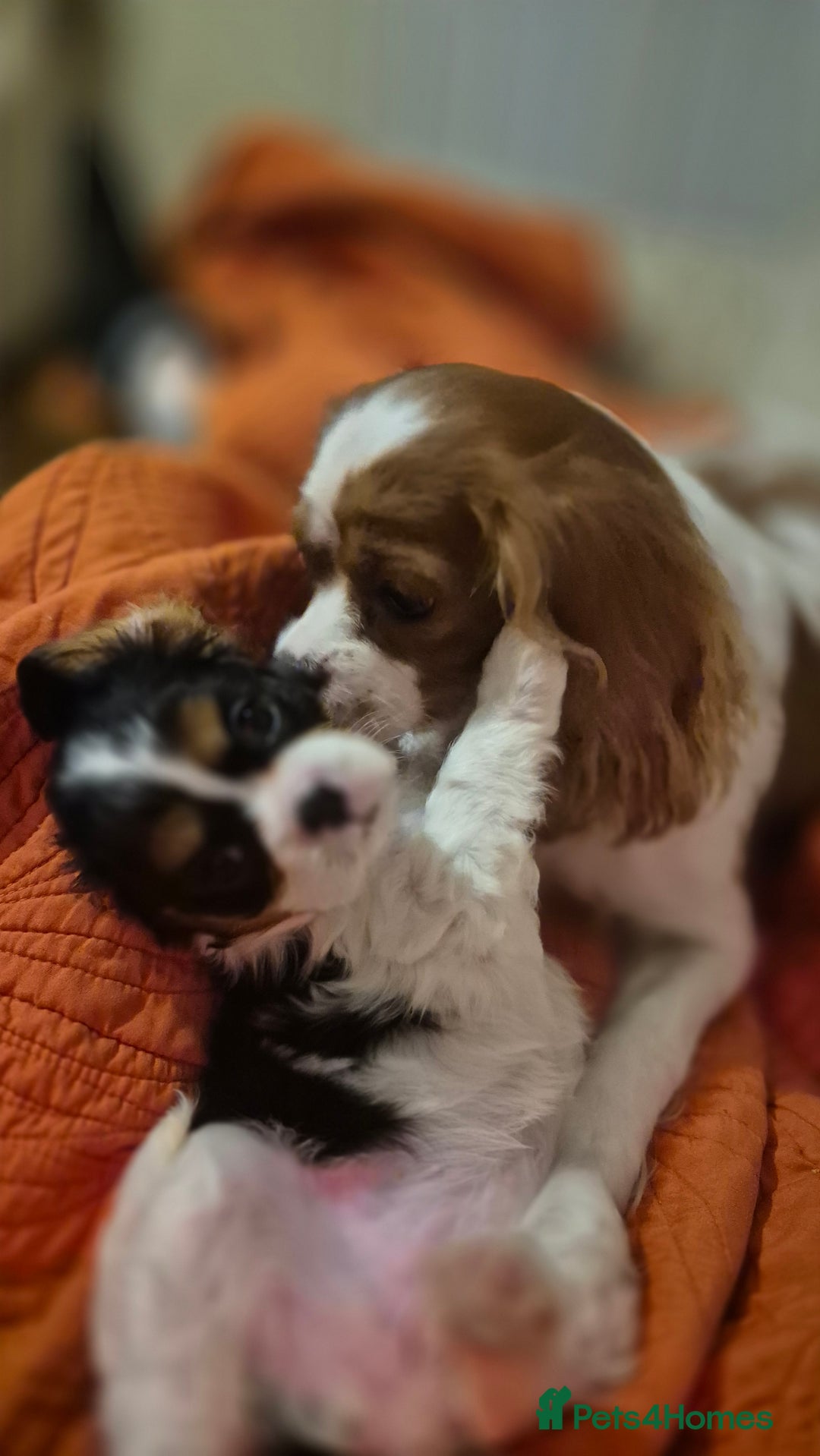Cavalier King Charles Spaniel dogs for sale: Cavalier Puppies (Health tested perants) - Image 8