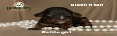 Cavalier King Charles Spaniel Puppy 2