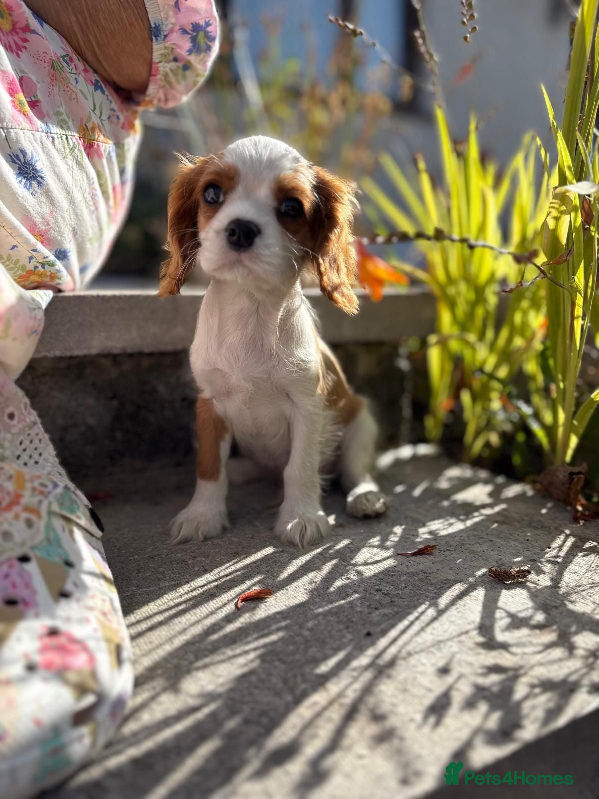 Cavalier King Charles Spaniel dogs LAST boy KC health tested Cavalier king Charles  - Advert 18