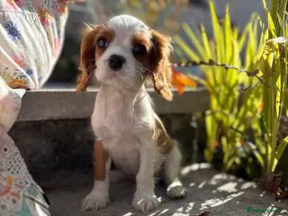 Cavalier King Charles Spaniel dogs LAST boy KC health tested Cavalier king Charles - Advert 18