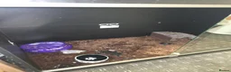 Corn Snake reptiles for sale: 1.0 Hypo Shatter - "rare" Corn Snake & vivarium - Advert 3
