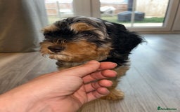 Cavapoo dogs for sale: Rare colour - stunning F1b Cavapoo  - Image 2