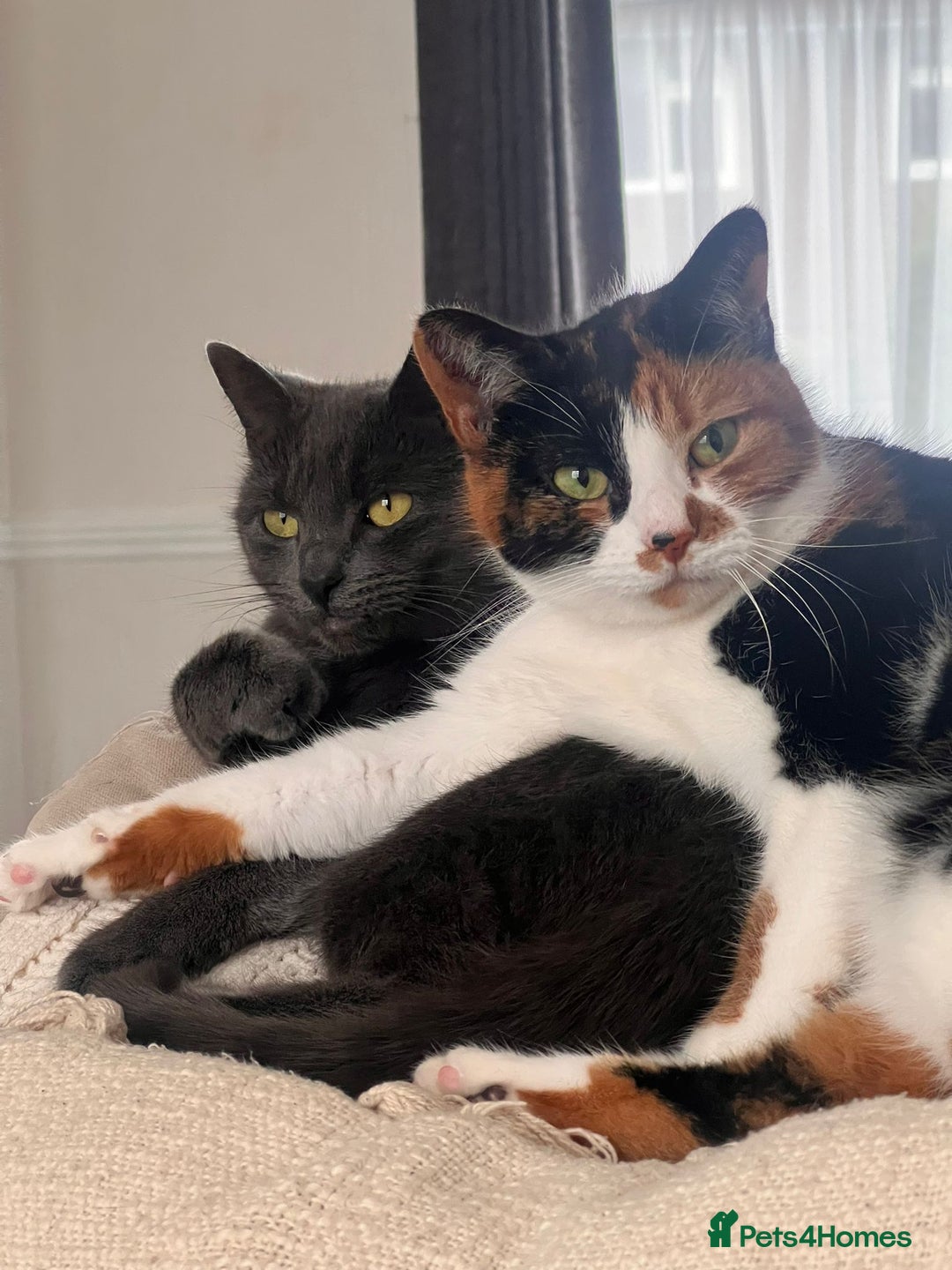 Mixed Breed cats for sale: Two Female Cats - Image 3