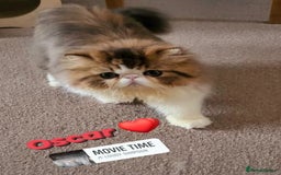 Exotic cats for sale: Exotic longhair and short hair kittens  - Image 8