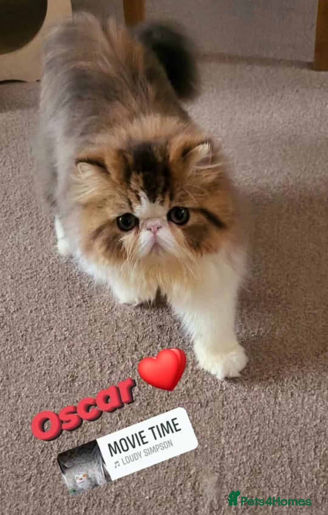 Exotic cats for sale: Exotic longhair and short hair kittens  - Image 8