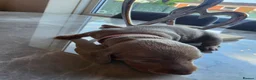 Miniature Dachshund dogs for sale: 3 Isabella Dachshund female puppies in Mansfield - Advert 3