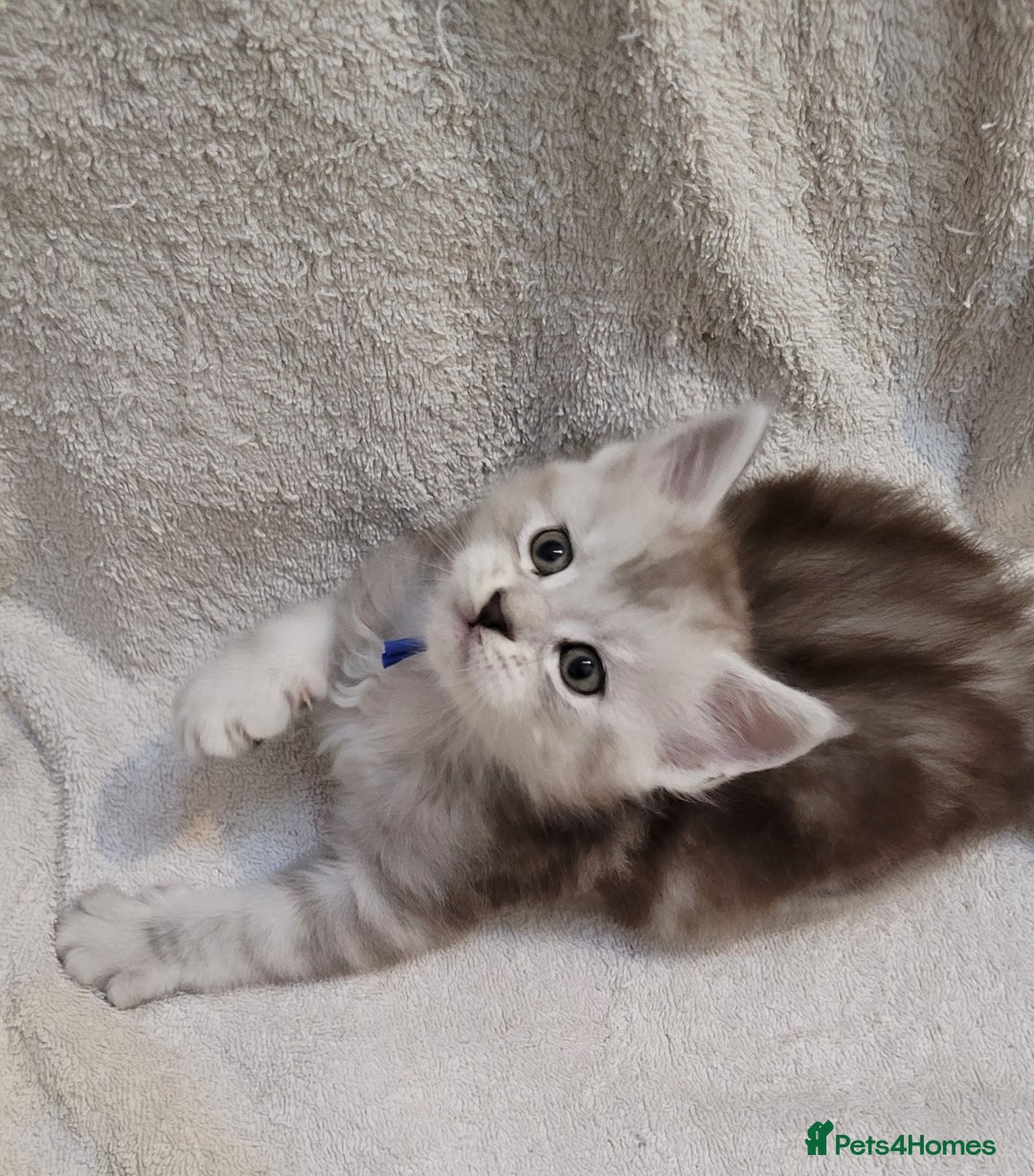 Maine Coon cats for sale: Tica registered Maine coon kittens  - Advert 17
