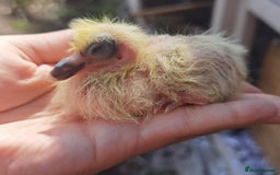 Pigeons birds for sale: Pigeon (Ash Red Check) - [Semi Hand-Raised Baby] - Image 9