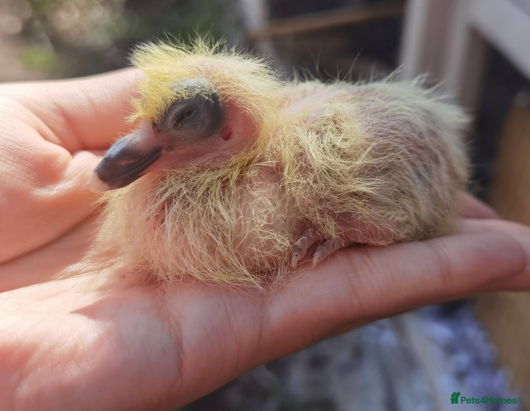 Pigeons birds for sale: Pigeon (Ash Red Check) - [Semi Hand-Raised Baby] - Image 9