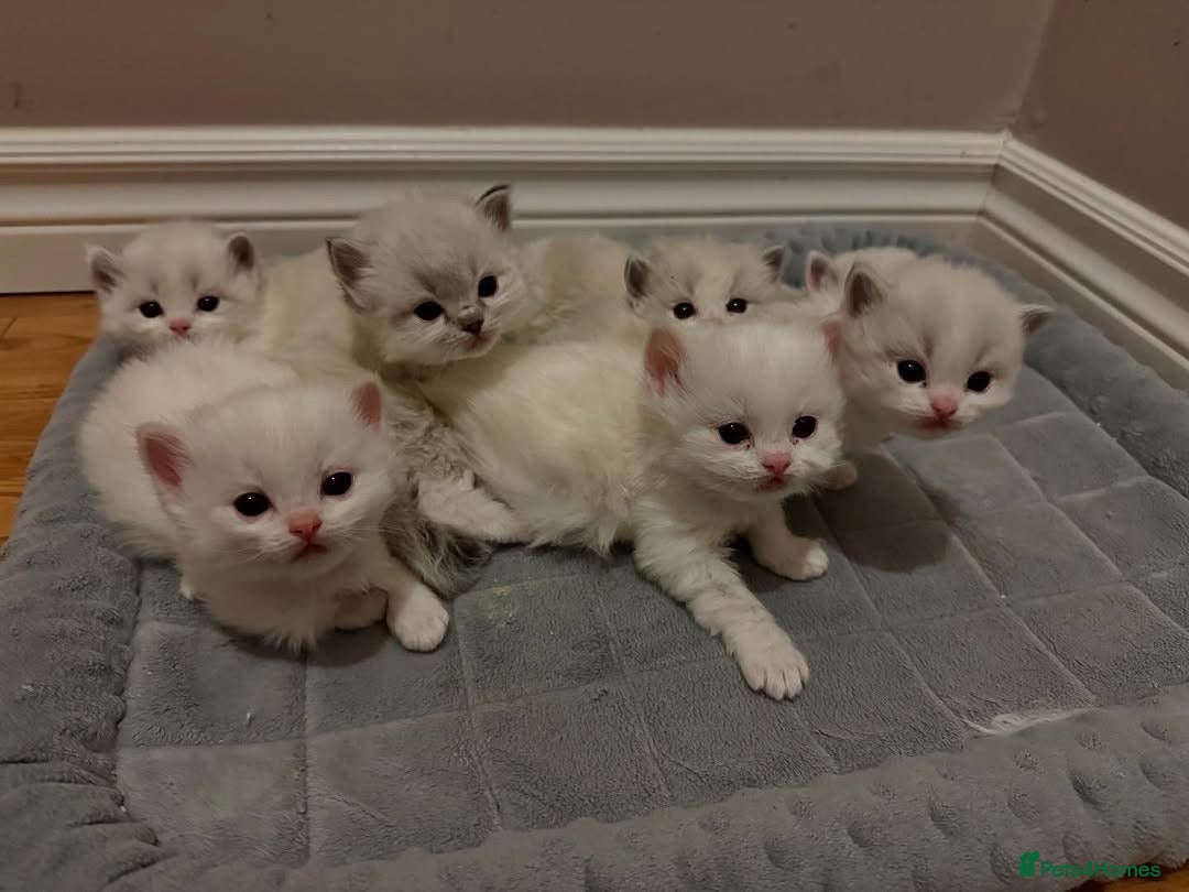 Ragdoll cats for sale: Ragdoll kittens - Advert 2