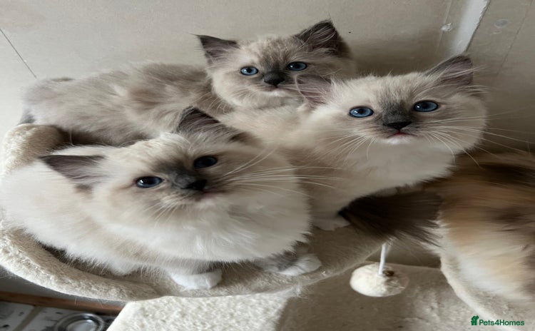 Ragdoll cats - Advert 7