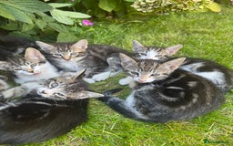 Mixed Breed cats for sale: Stunning tabby kittens  - Image 12