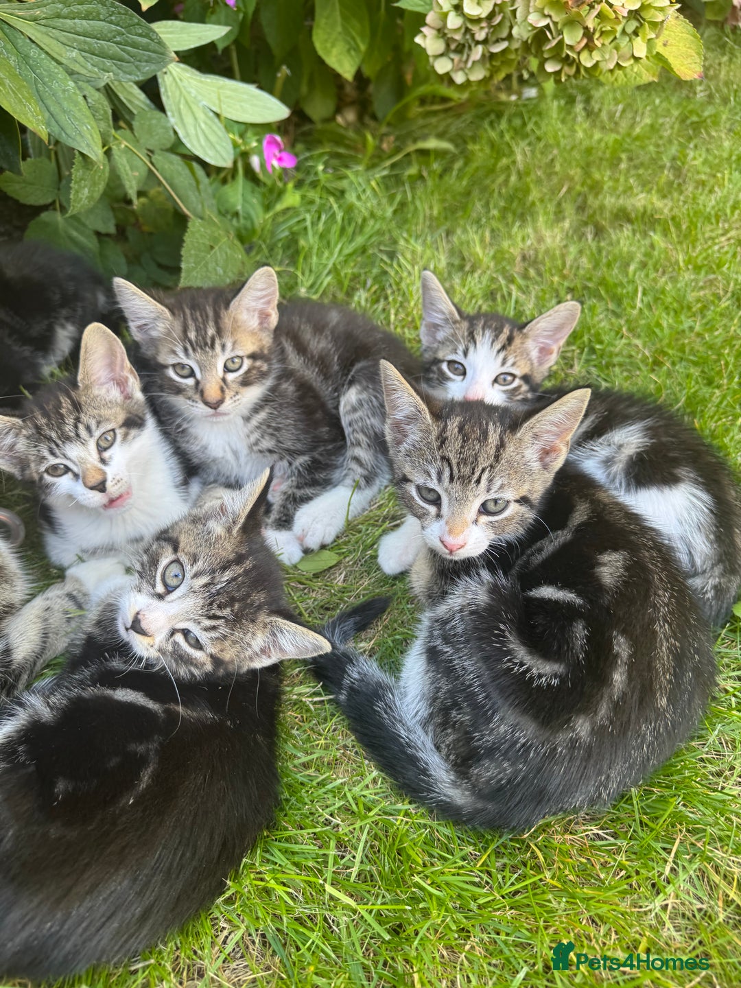 Mixed Breed cats for sale: Stunning tabby kittens  - Image 12