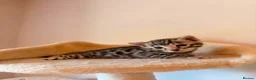 Bengal cats for sale: Tempest Bengala TICA registered kittens  - Advert 22