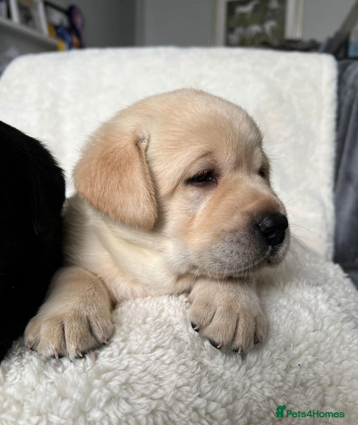 Labrador Retriever dogs Show Chunky Black & Yellow Labradors  - Advert 4