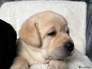 Labrador Retriever dogs Show Chunky Black & Yellow Labradors - Advert 6