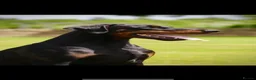 Dobermann dogs for sale: *Outstanding European Dobermanns for sale* - Advert 7