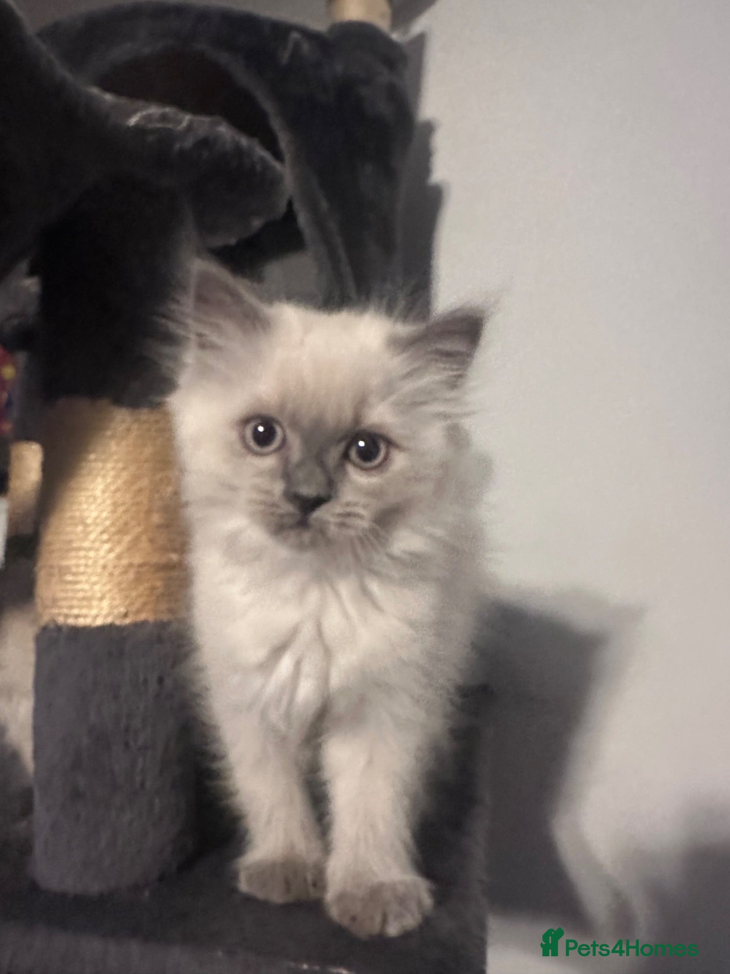 Ragdoll cats Pure Ragdoll kittens adorable and very fluffy  - Advert 1
