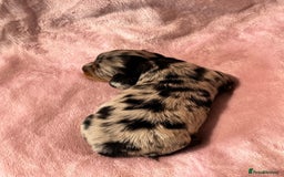 Miniature Dachshund dogs for sale: Beautiful litter of 4 miniature daschunds  - Image 6