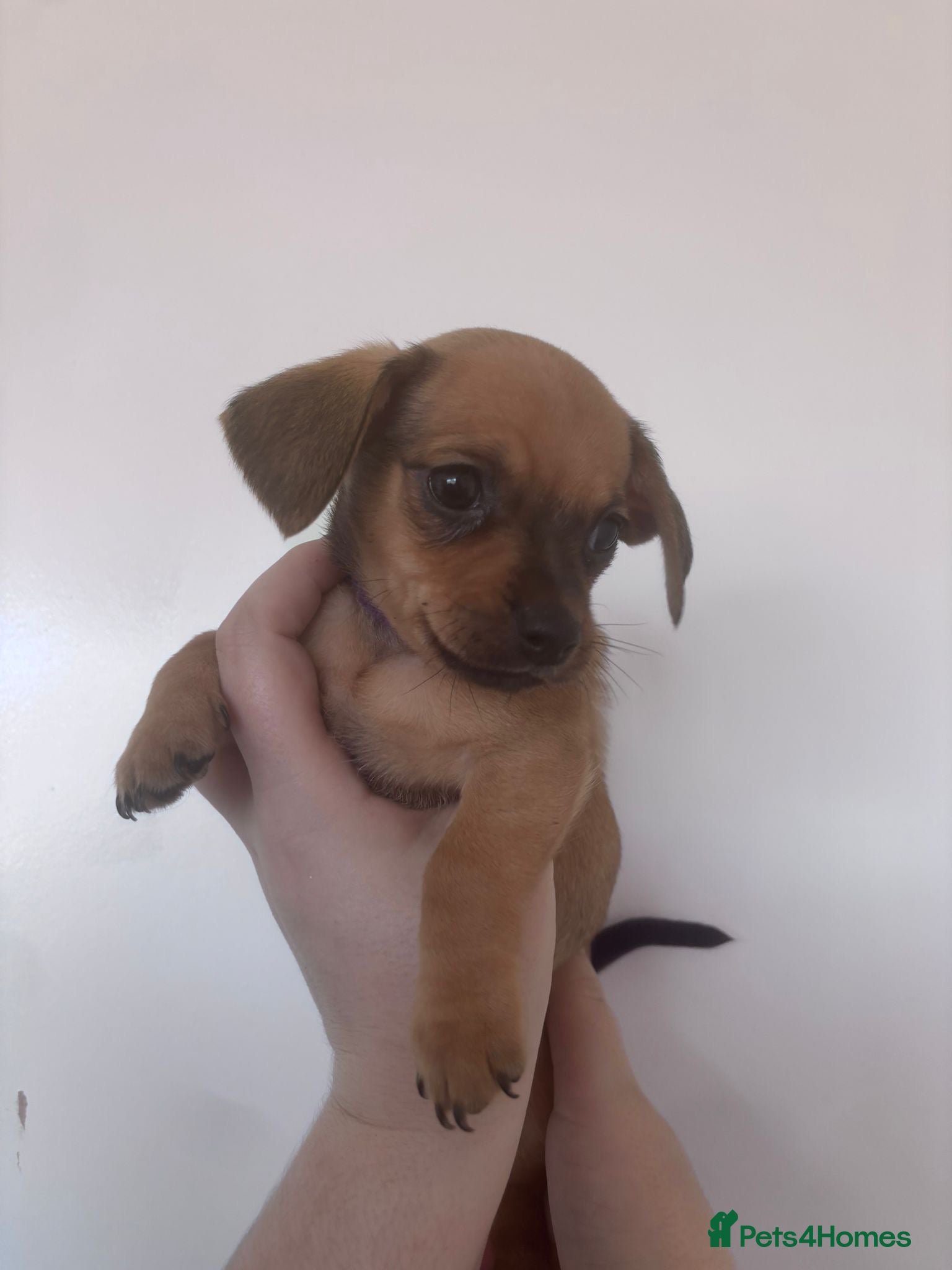 Chiweenie dogs Chiweenies for sale  - Advert 1