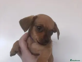 Chiweenie dogs Chiweenies for sale - Advert 1