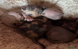 Sphynx cats for sale: Boy and girl syphnx  - Image 16
